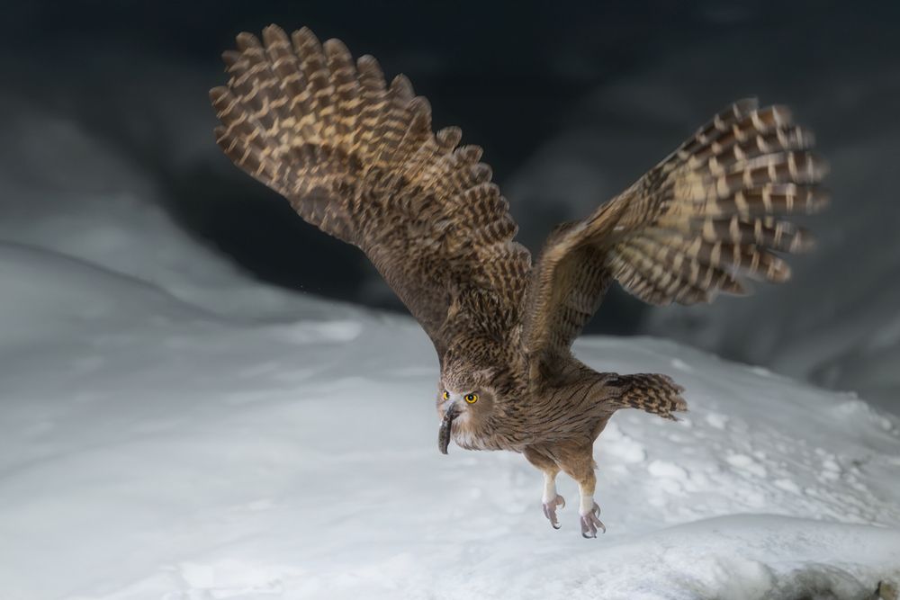 Рыбный филин | Blakiston&rsquo;s Fish Owl