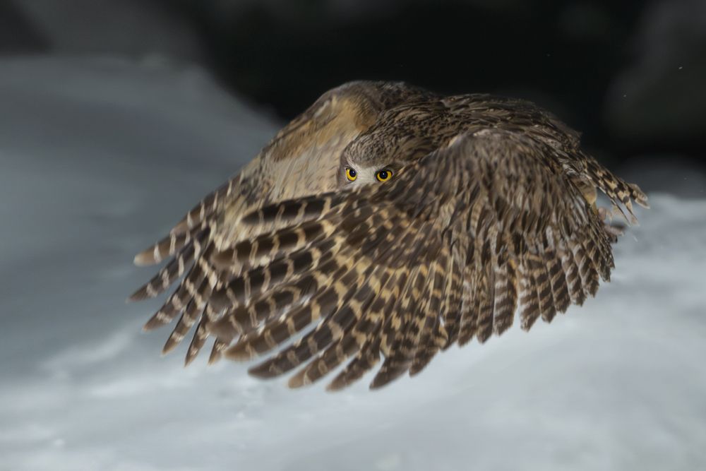 Рыбный филин | Blakiston&rsquo;s Fish Owl