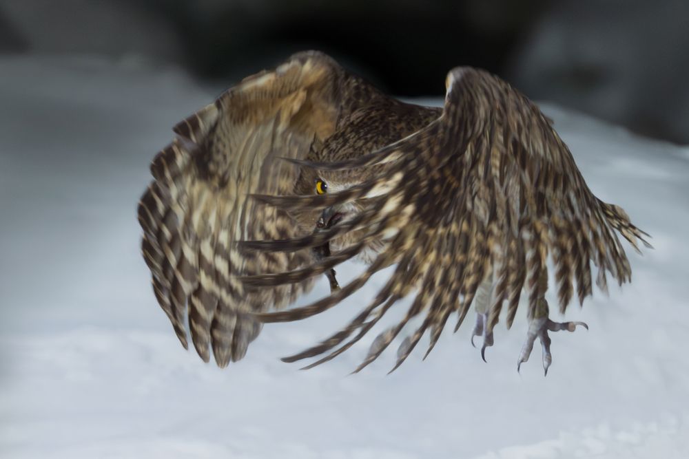 Рыбный филин | Blakiston&rsquo;s Fish Owl