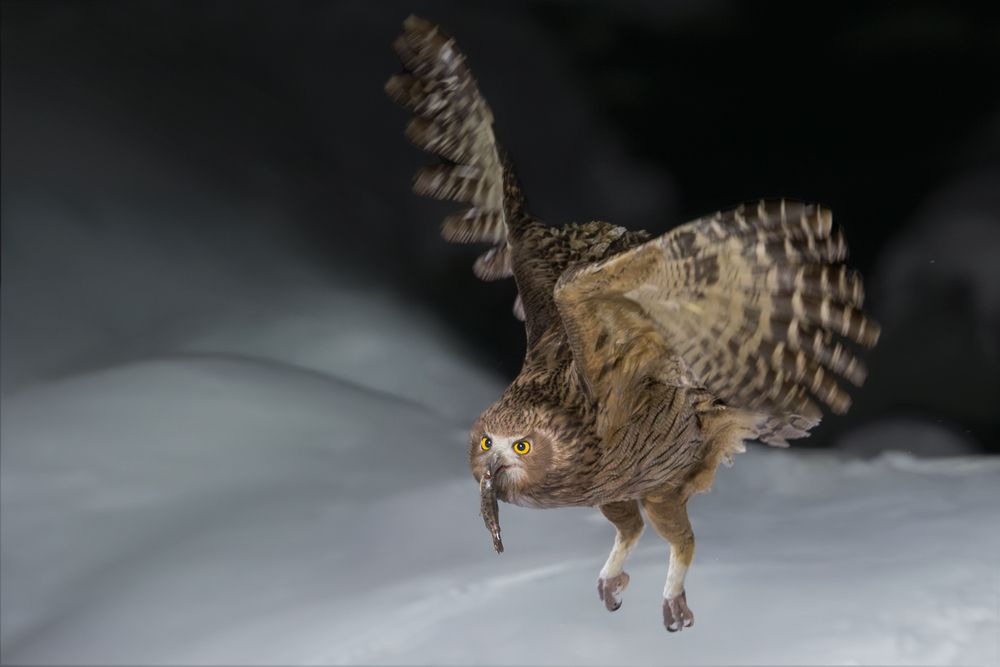 Рыбный филин | Blakiston&rsquo;s Fish Owl