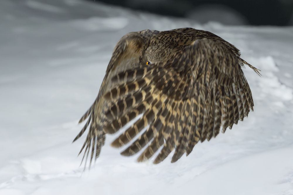 Рыбный филин | Blakiston&rsquo;s Fish Owl