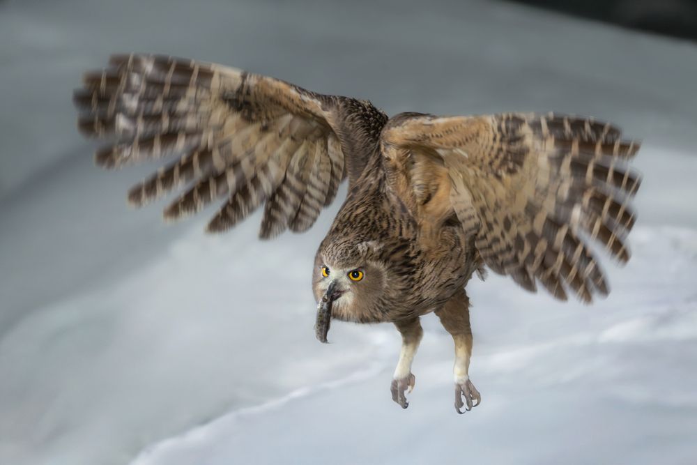 Рыбный филин | Blakiston&rsquo;s Fish Owl