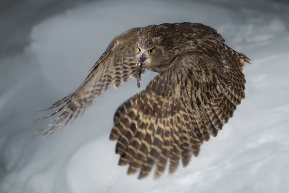 Рыбный филин | Blakiston&rsquo;s Fish Owl