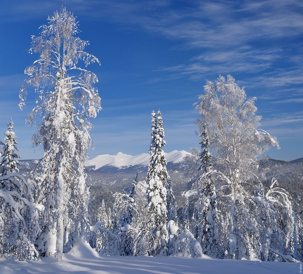 Лужба