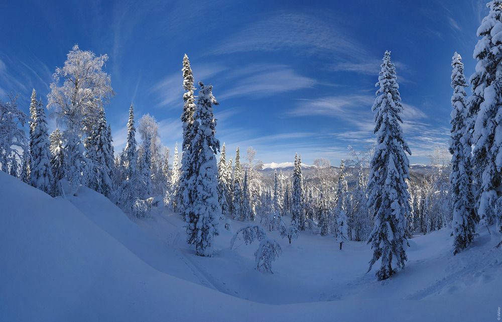 Лужба