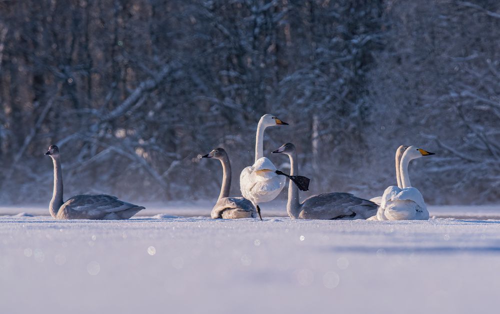 Лебедяшки :)