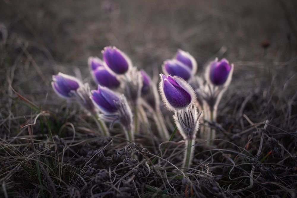 Photo 29930018