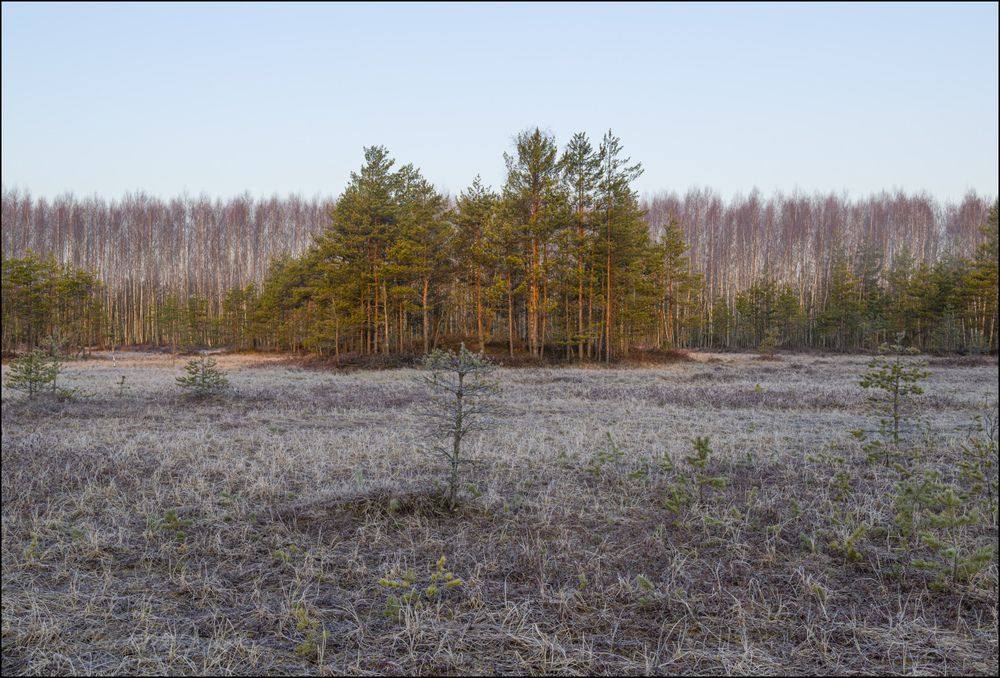 На подмороженное болото пришёл свет