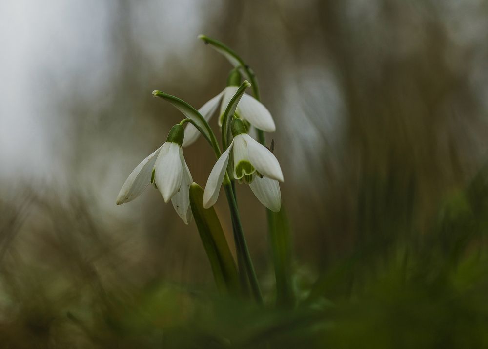Galanthus nivalis