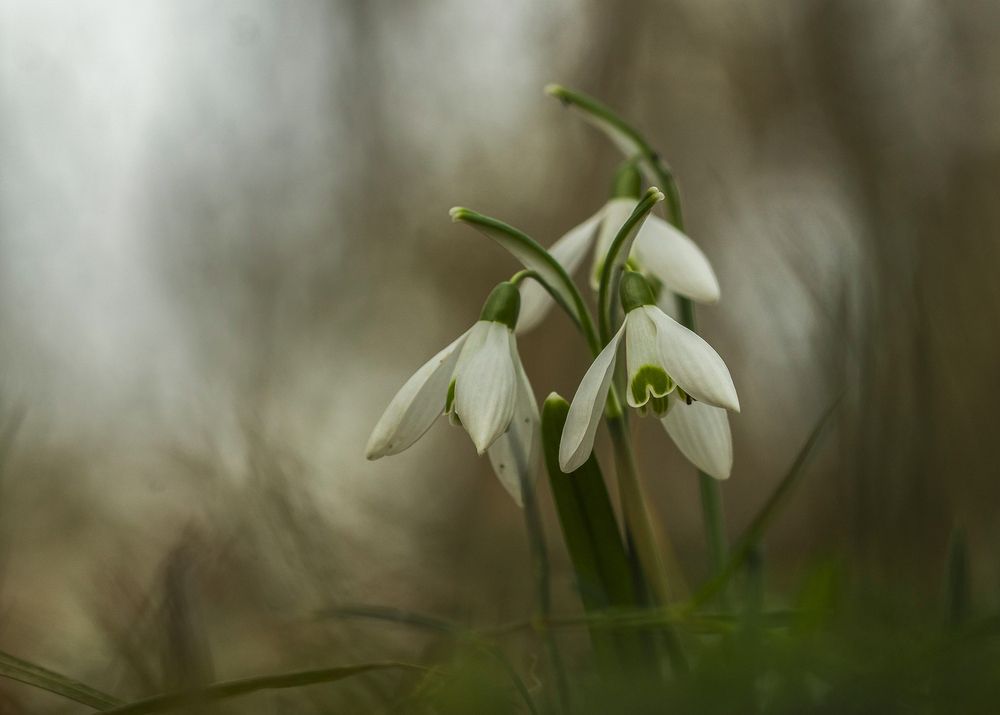 Galanthus nivalis