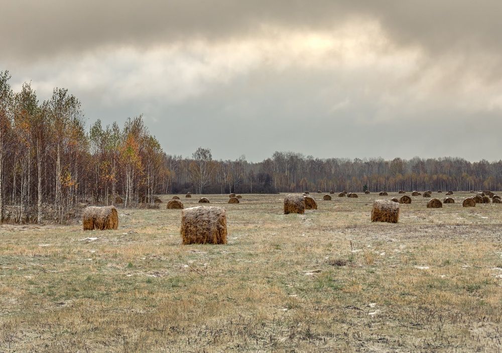Сибирская тайга. (5 фото)