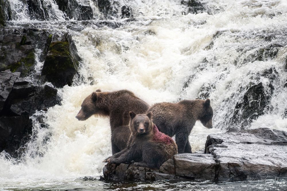 Wildlife and Travel Photography