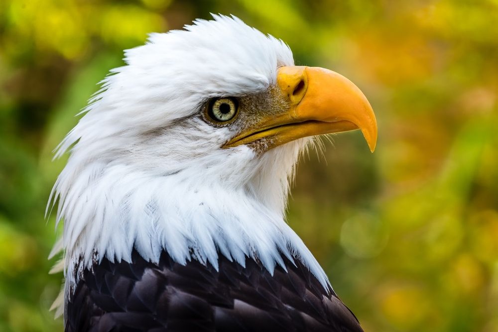 Wildlife and Travel Photography