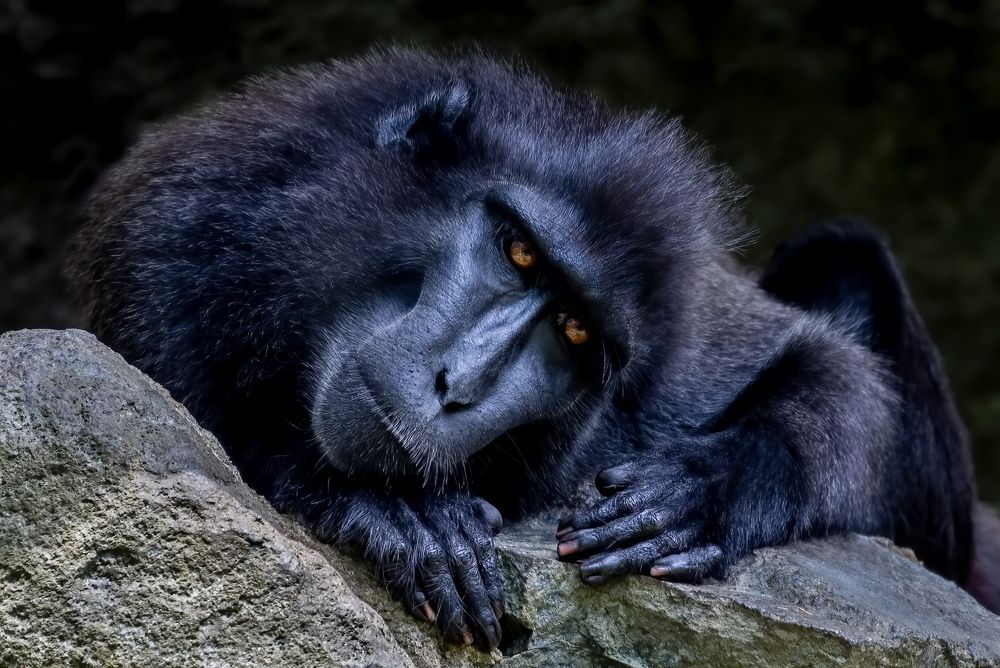 Wildlife and Travel Photography