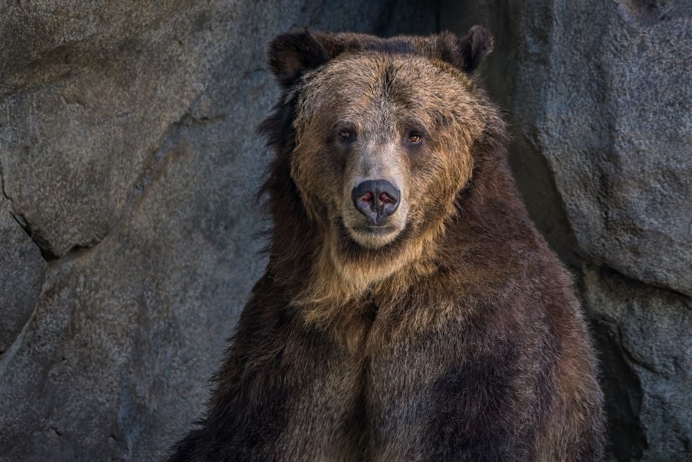 Wildlife and Travel Photography