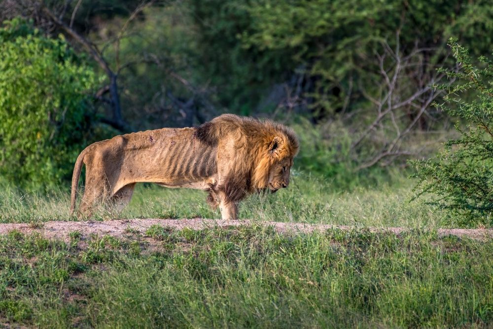 Wildlife and Travel Photography
