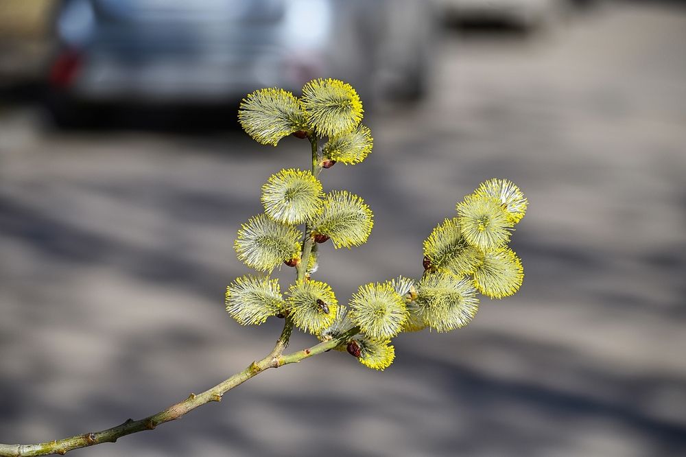 Скоро Вербное воскресенье