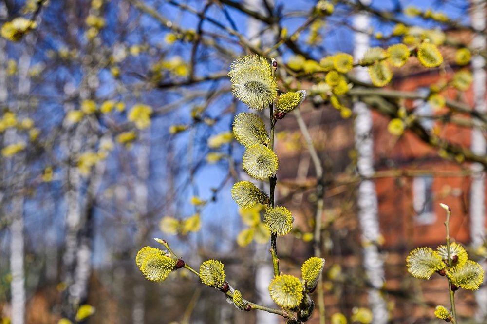 Скоро Вербное воскресенье