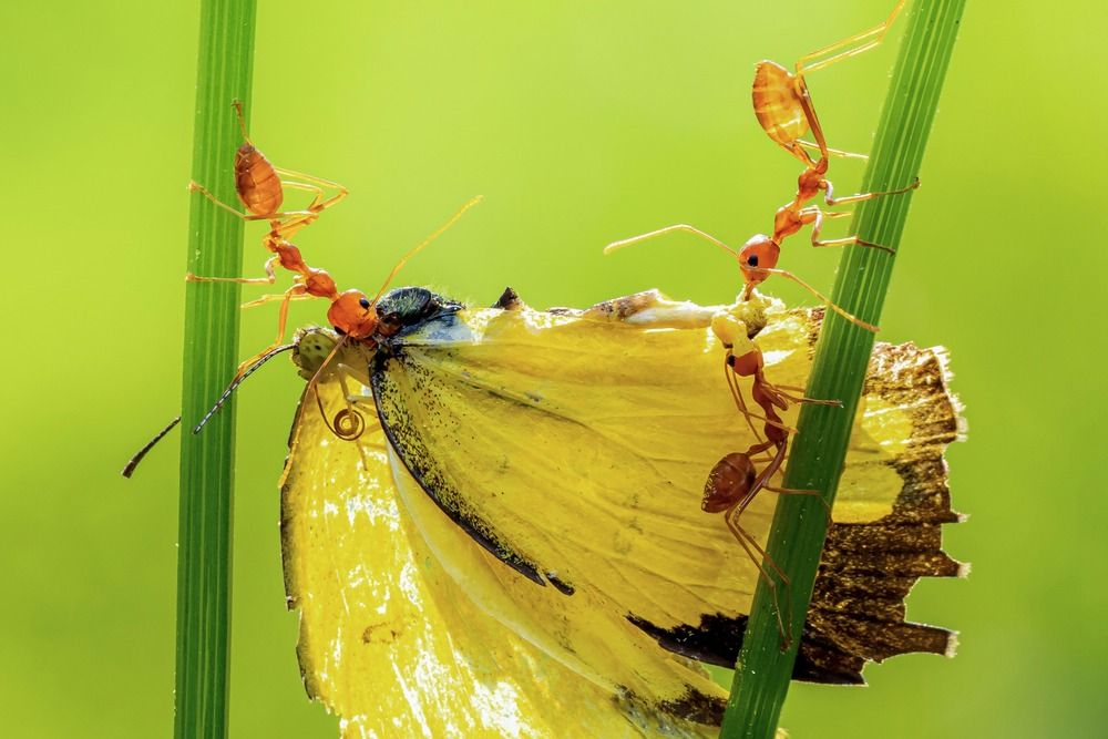 Macro