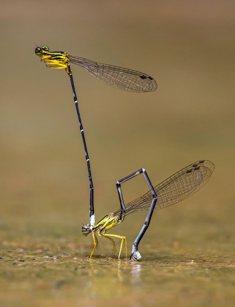 Macro
