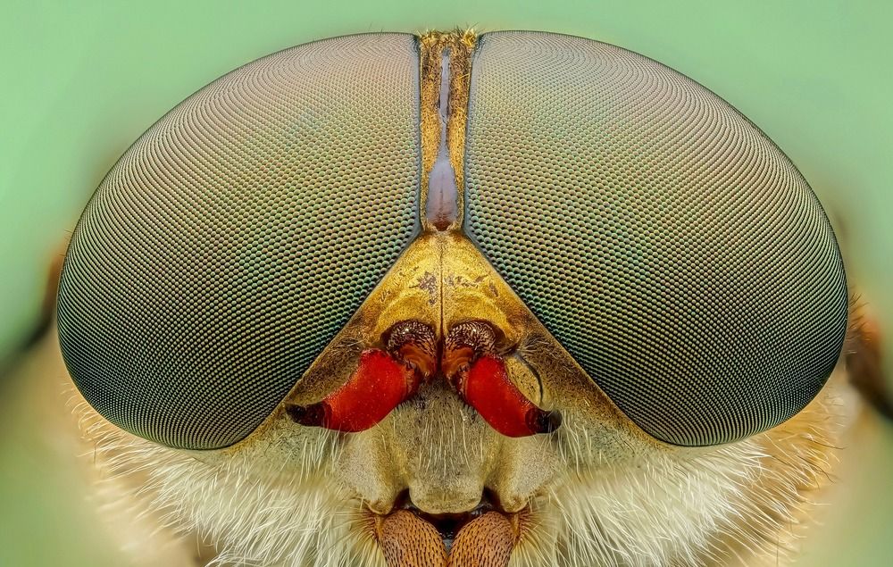 Macro