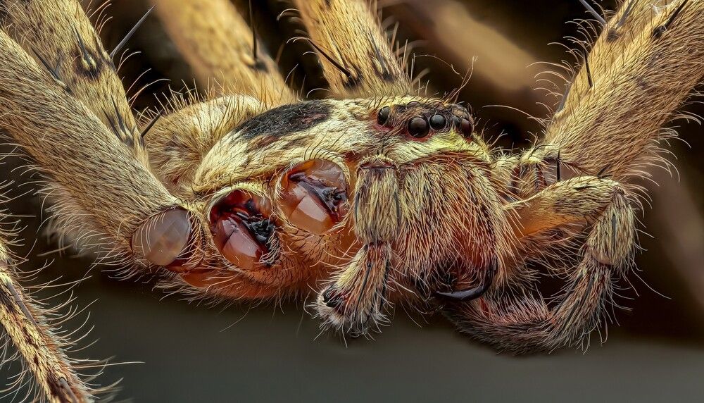 Macro