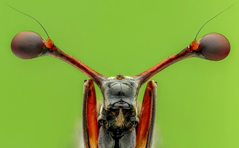 Macro