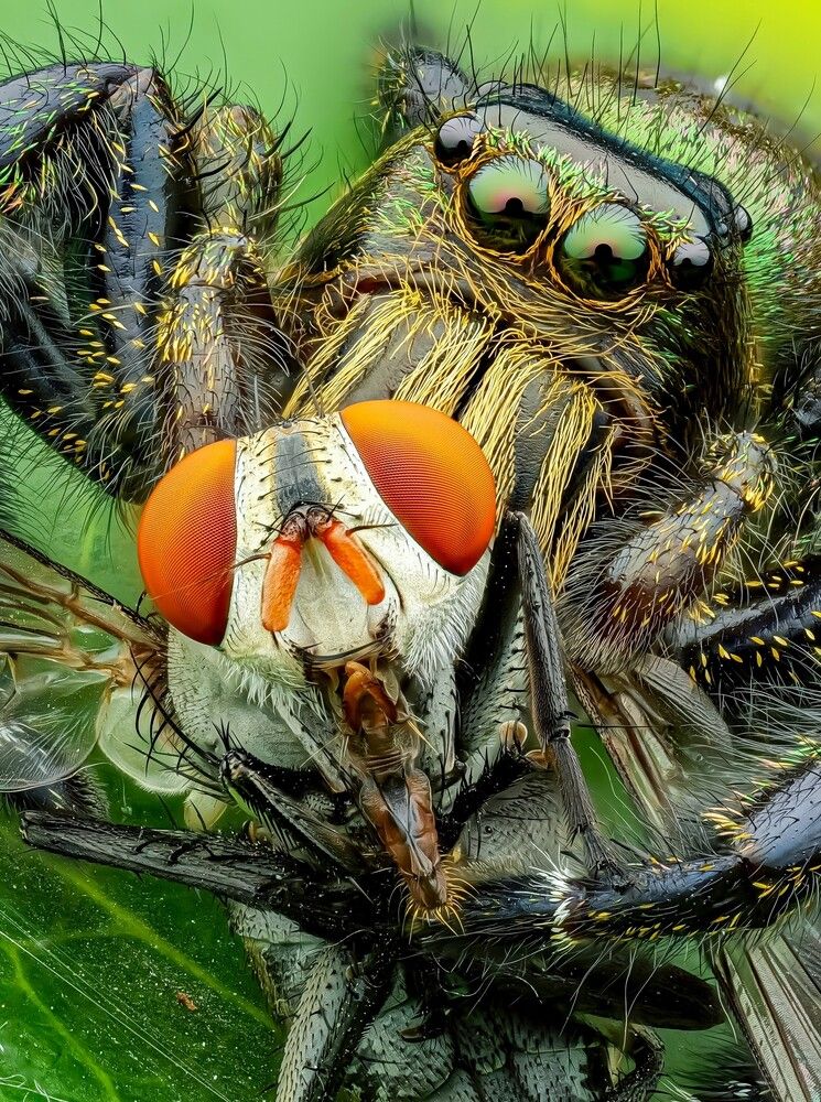 Macro