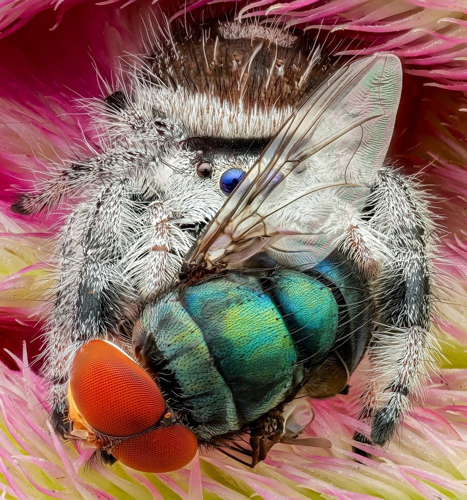 Macro