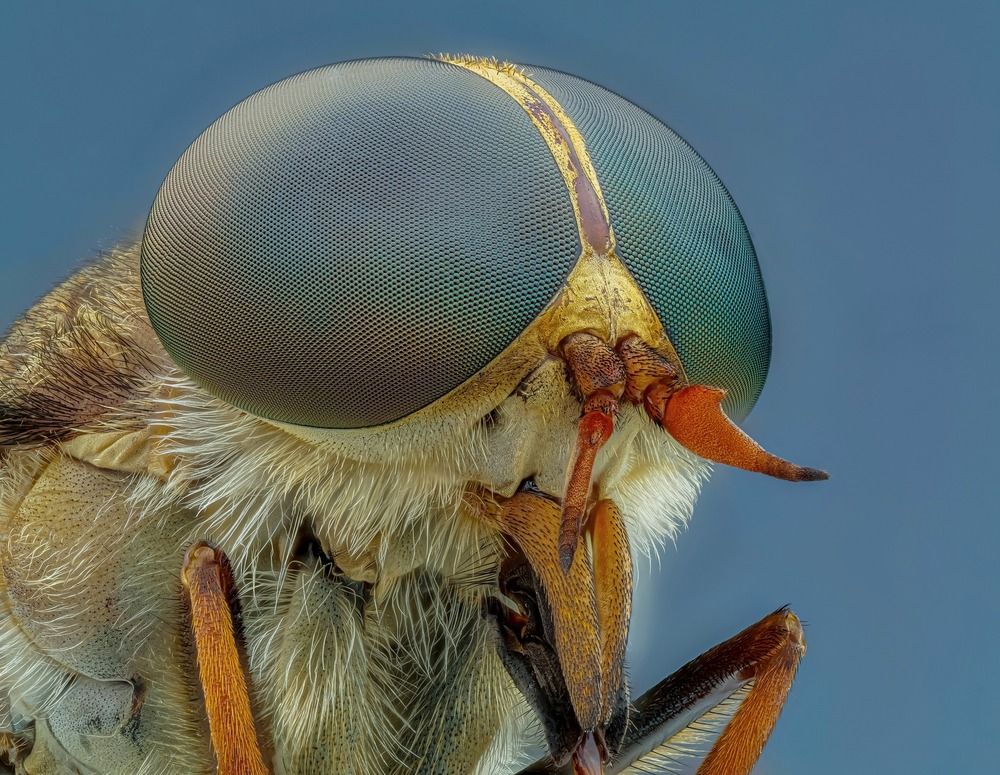 Macro