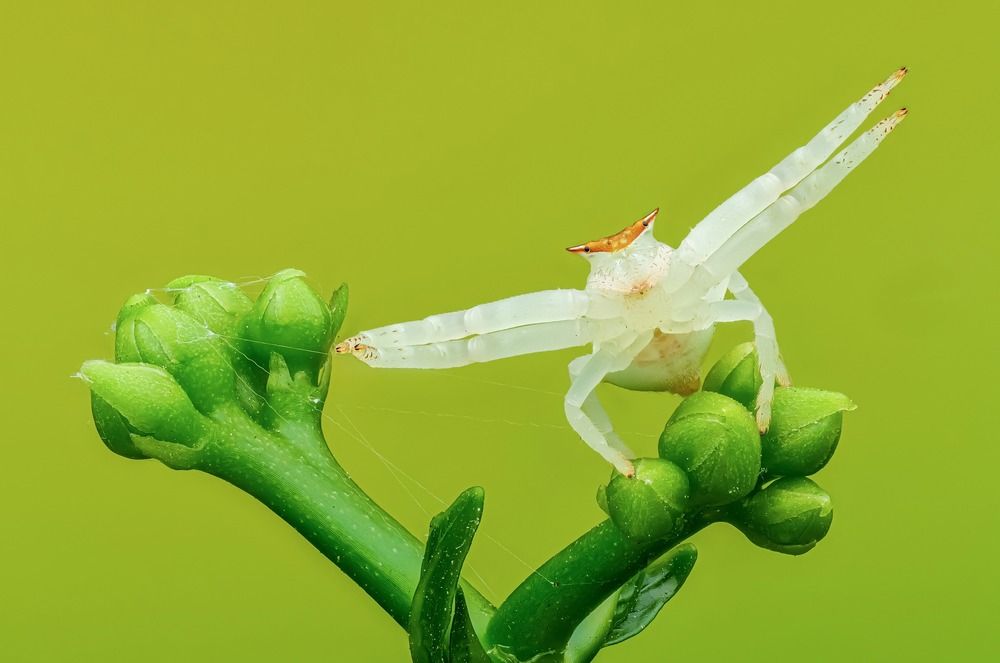 Macro