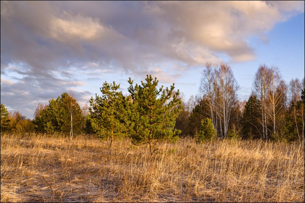 Луг в первых лучах солнца