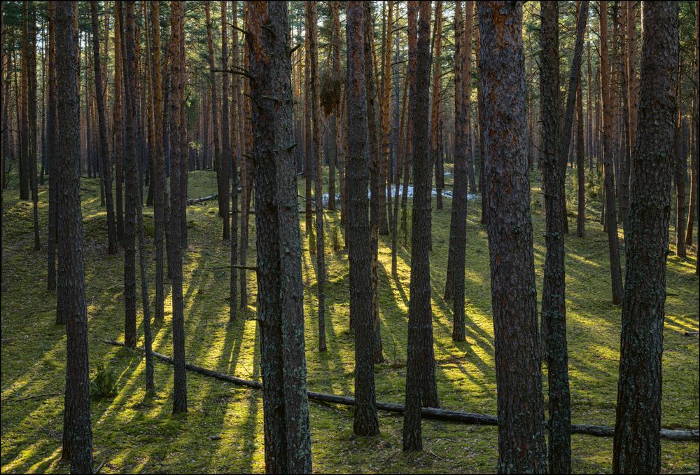 Весеннее утро в сосновом бору