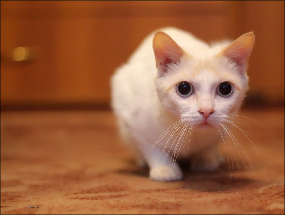 Кот Фаил
