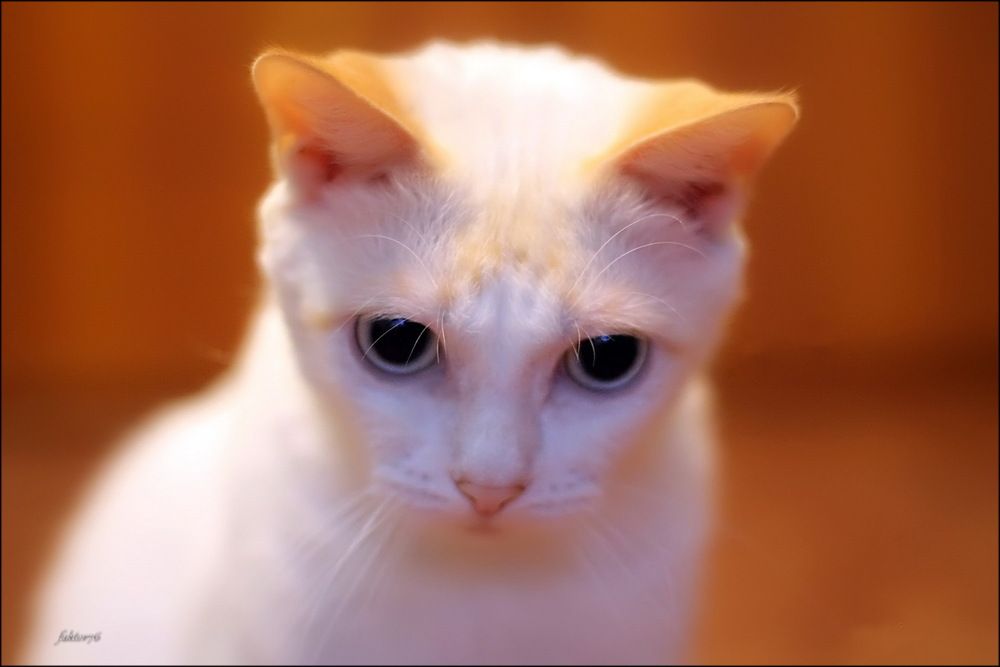 Кот Фаил