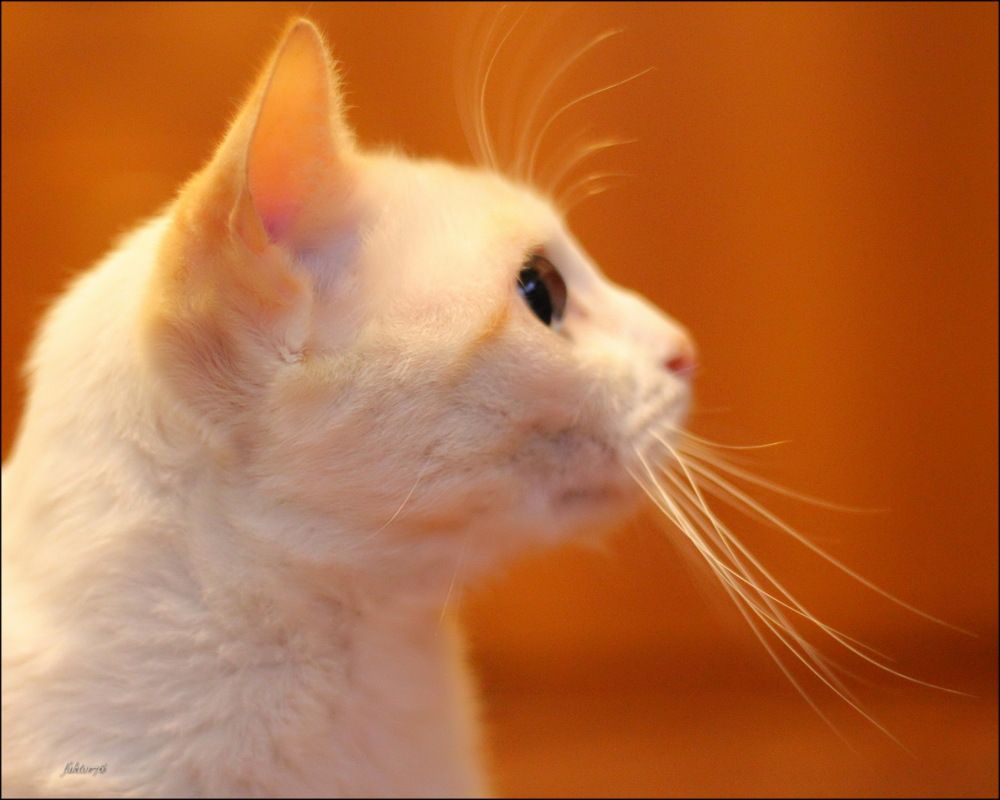 Кот Фаил