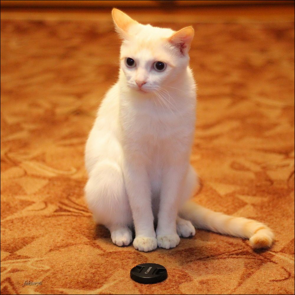 Кот Фаил
