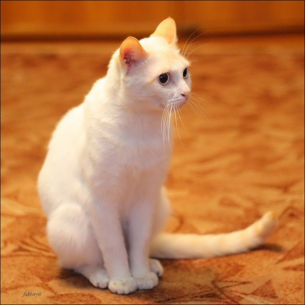 Кот Фаил