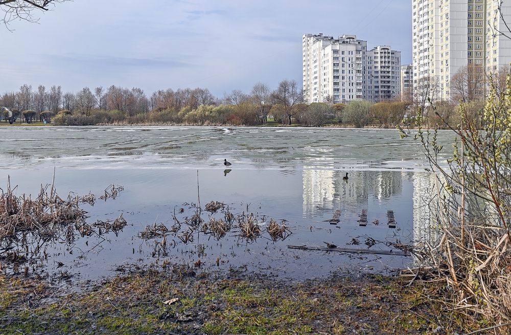 Апрель на городском пруду