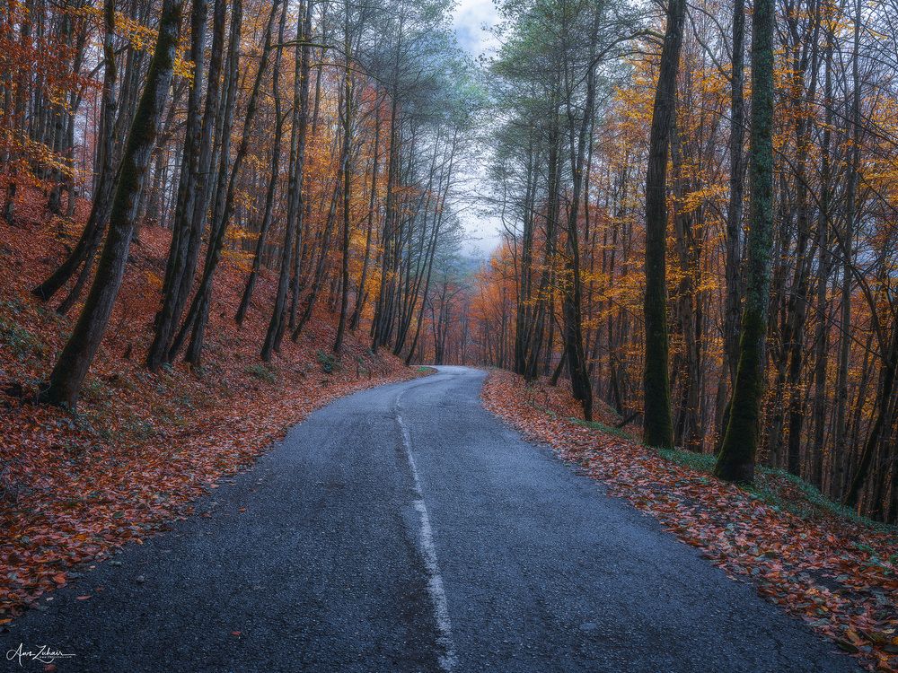 Foggy Road