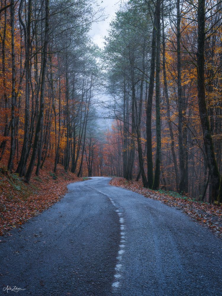 Foggy Road