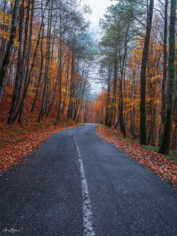 Foggy Road