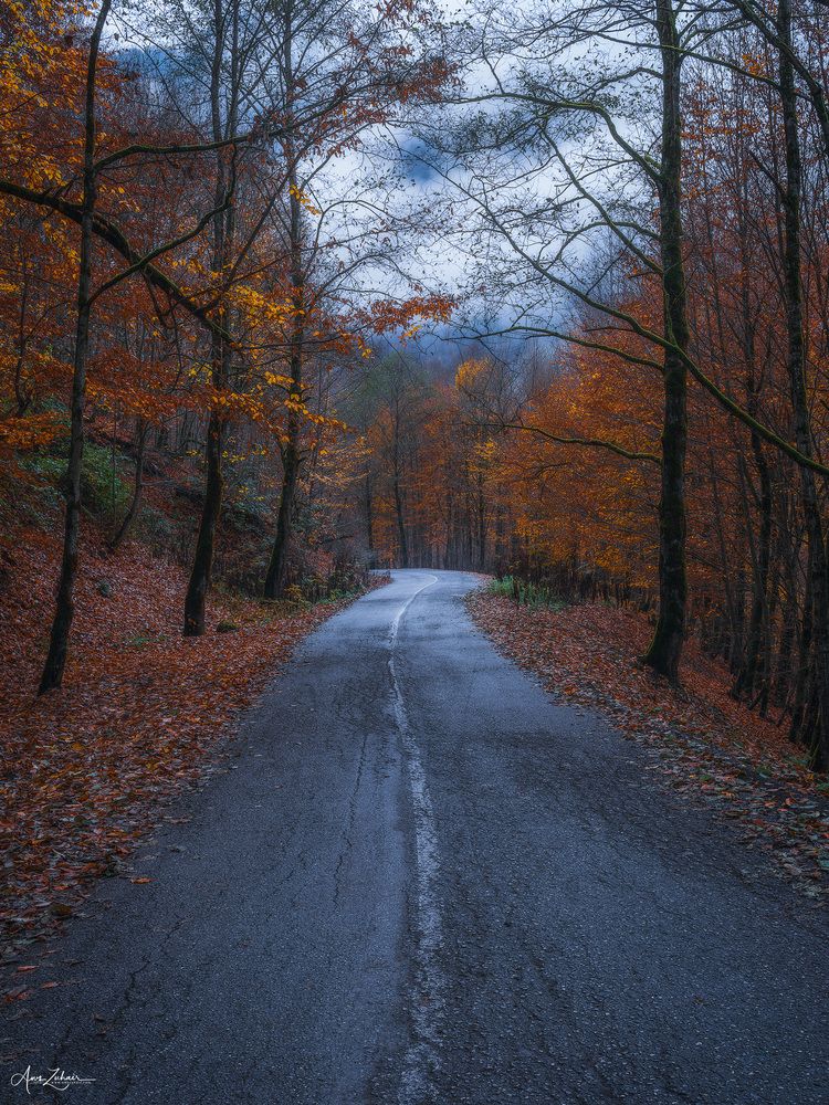 Foggy Road