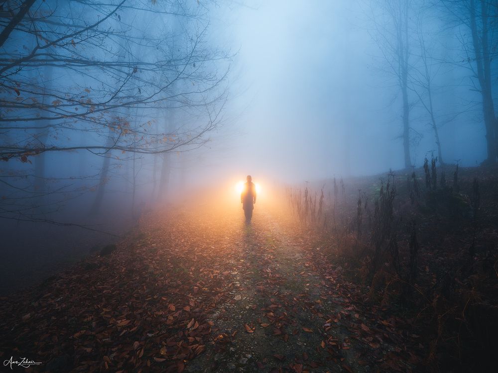 Dreamy Forest