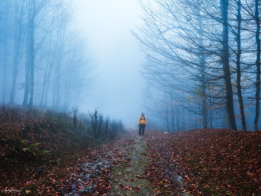 Dreamy Forest