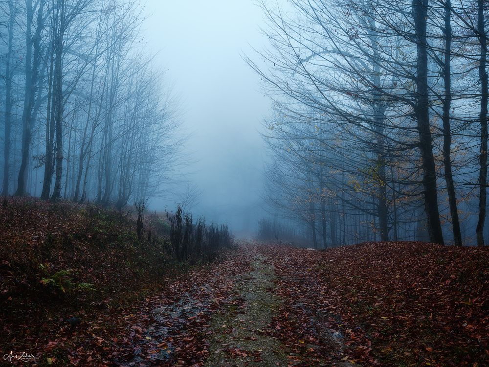 Dreamy Forest