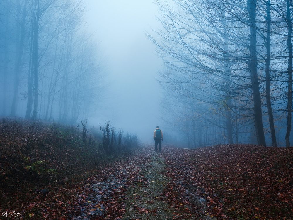 Dreamy Forest