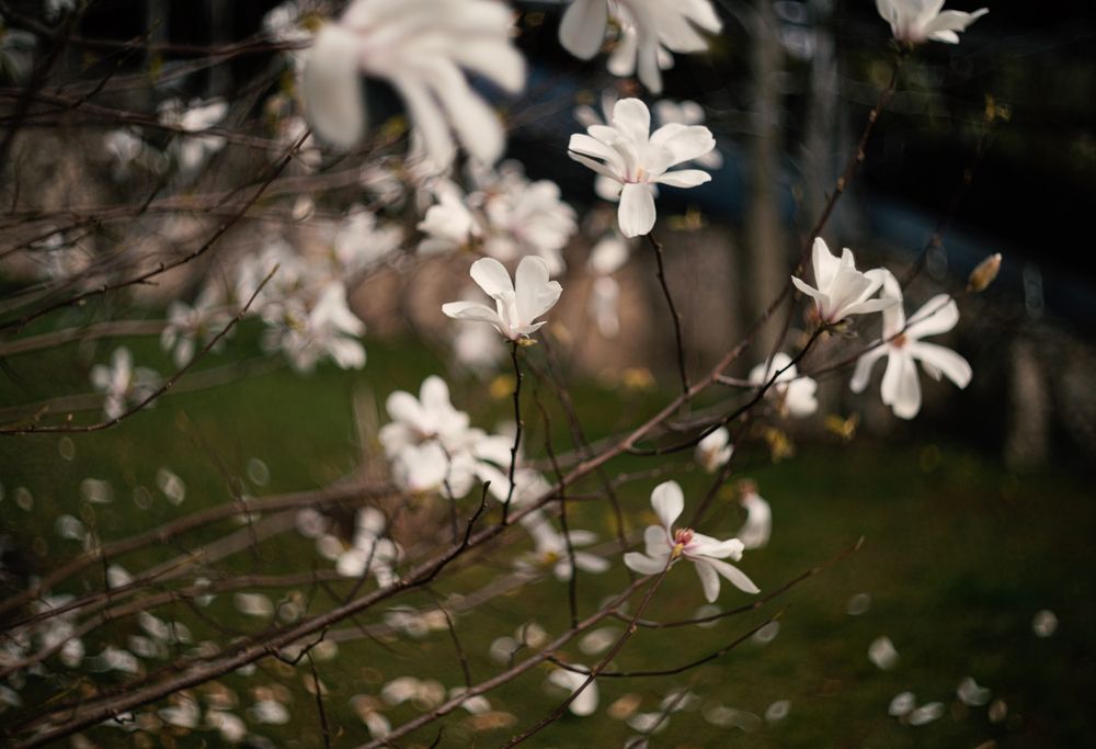 Магнолия звёздчатая (Magnolia stellata).