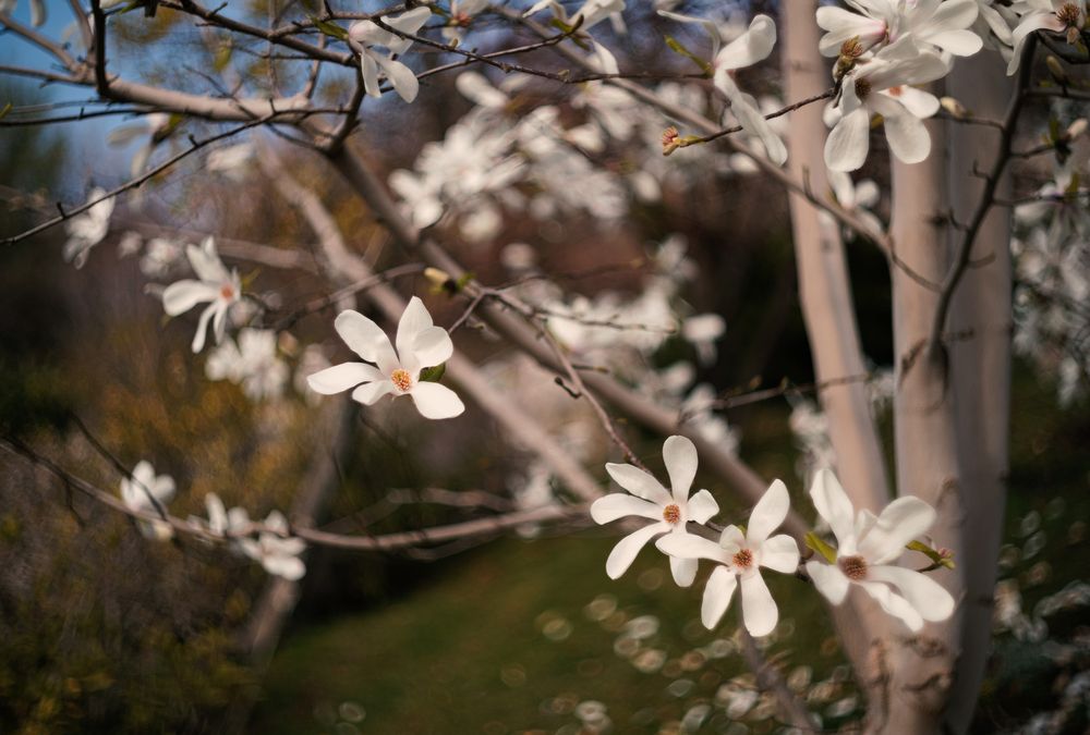 Магнолия звёздчатая (Magnolia stellata).