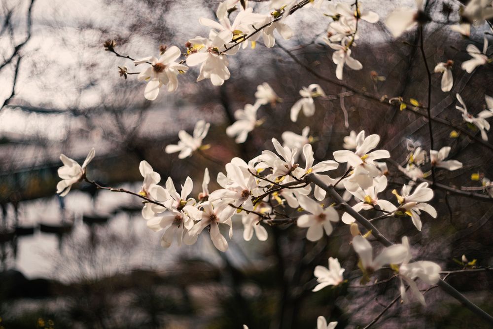 Магнолия звёздчатая (Magnolia stellata).